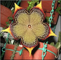 Edithcolea grandis 12 cm